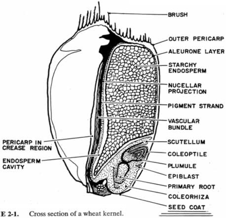 Grain structure, information on grain storage and silos